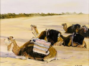Camels at Rest 16 x 20 Camels at Rest 16 x 20