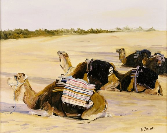 Camels at Rest 16 x 20
